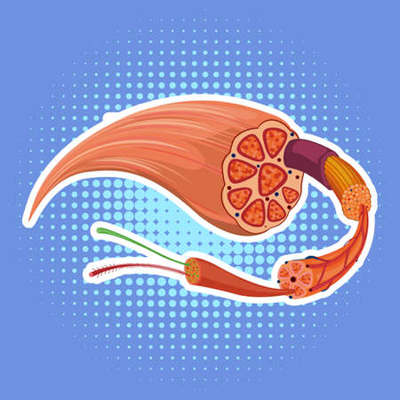 Human muscle anatomy structure illustrationのイラスト素材