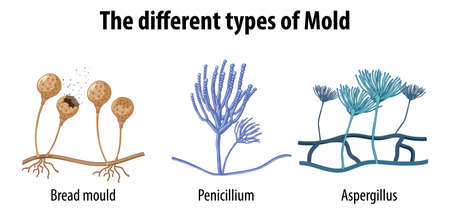 The different types of mold illustrationのイラスト素材