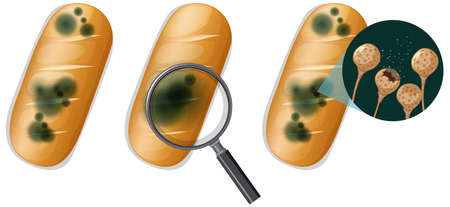 Inedible bread with mould illustrationのイラスト素材