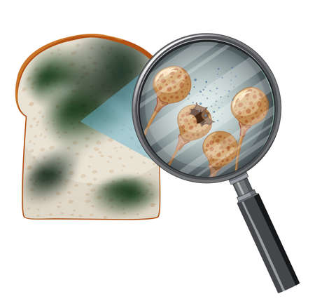 Inedible bread with mould illustrationのイラスト素材