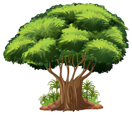 Big tree isolated cartoon illustrationのイラスト素材