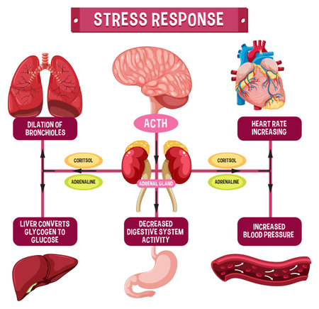 Stress response system scheme illustrationのイラスト素材