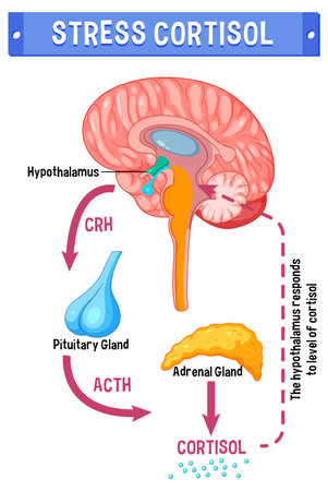 Stress cortisol system scheme illustrationのイラスト素材