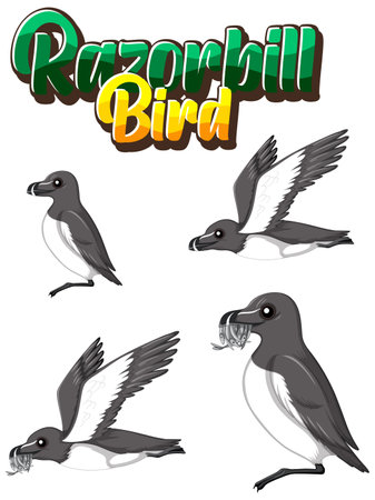 Razorbill birds cartoon character in different poses illustrationのイラスト素材