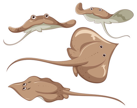 Atlantic stingray cartoon character set illustrationのイラスト素材