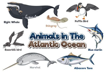 Set of Animals in the Atlantic Ocean illustrationのイラスト素材