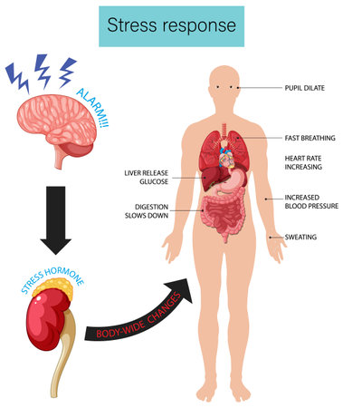 Stress response anatomical diagram with body inner illustrationのイラスト素材