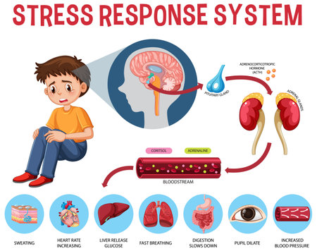 Stress response system scheme illustrationのイラスト素材