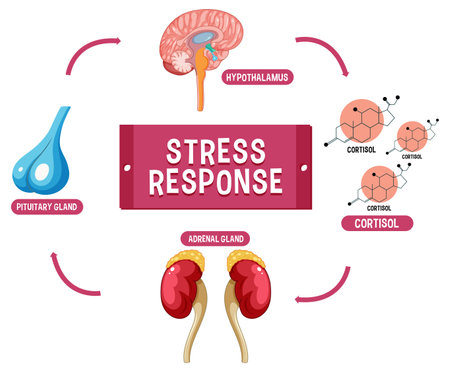 Stress response system scheme illustrationのイラスト素材