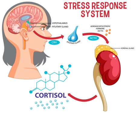 Stress response system scheme illustrationのイラスト素材