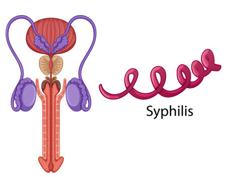 Inside the male reproductive system illustrationのイラスト素材