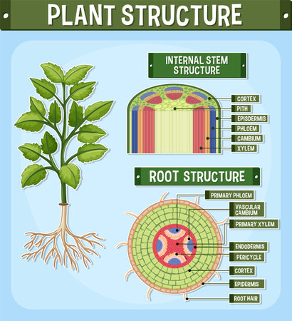 Internal structure of plant diagram illustrationのイラスト素材