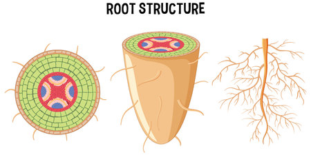 Internal structure of root diagram illustrationのイラスト素材