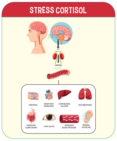 Stress response system scheme illustrationのイラスト素材
