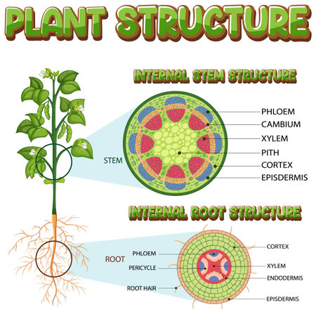 Internal structure of stem diagram illustrationのイラスト素材