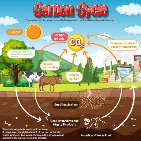 Carbon Cycle Diagram for Science Education illustrationのイラスト素材