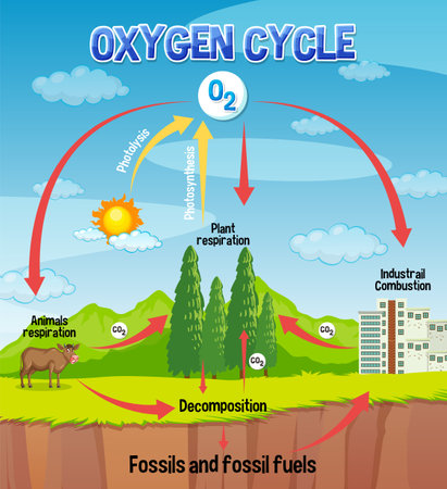 Oxygen Cycle Diagram for Science Education illustrationのイラスト素材
