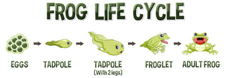 Frog Life Cycle Diagram illustrationのイラスト素材