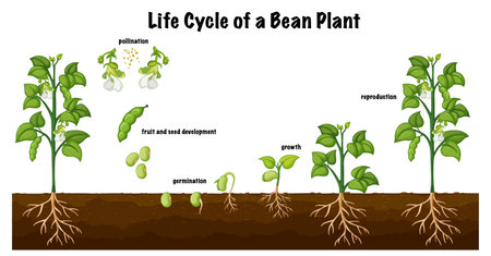 Life cycle of a bean plant diagram for science education illustrationのイラスト素材