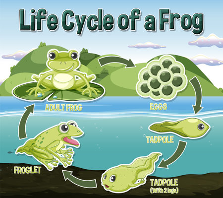 Frog Life Cycle Diagram illustrationのイラスト素材