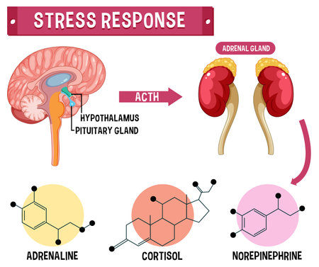 Stress response system scheme illustrationのイラスト素材
