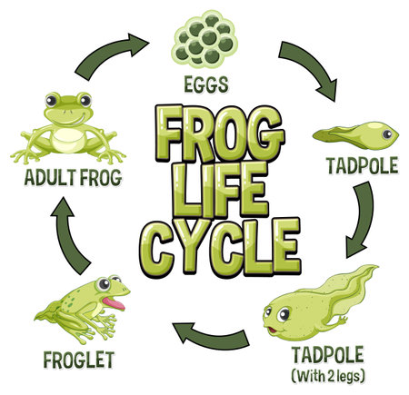 Frog Life Cycle Diagram illustrationのイラスト素材