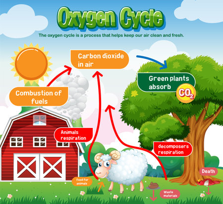Oxygen Cycle Diagram for Science Education illustrationのイラスト素材