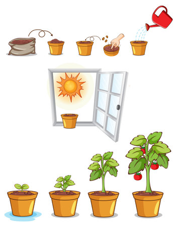 Process of Plant Growth Vector illustrationのイラスト素材