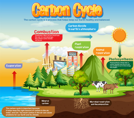Carbon Cycle Diagram for Science Education illustrationのイラスト素材