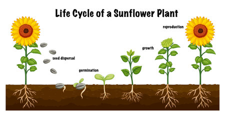Life Cycle of a Sunflower Plant Diagram for Science Education illustrationのイラスト素材