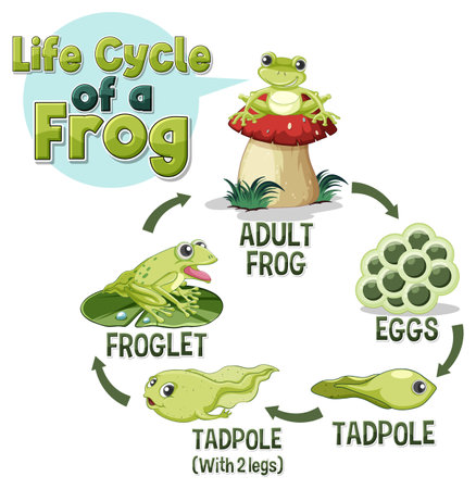 Frog Life Cycle Diagram illustrationのイラスト素材