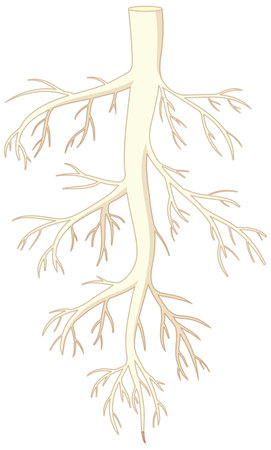 A vector cartoon illustration of an isolated root of a plantのイラスト素材