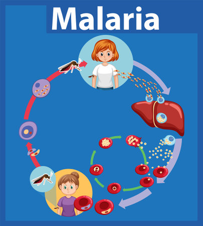 Illustrated infographic depicting the stages of malaria parasite transmissionのイラスト素材