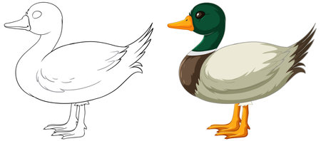 Vector illustration of a duck, before and after coloringのイラスト素材