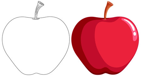 Vector illustration of an apple, from outline to colored.のイラスト素材