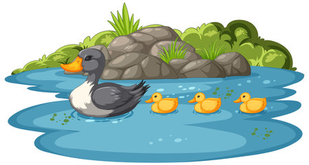 Mother duck with ducklings swimming in a pondのイラスト素材