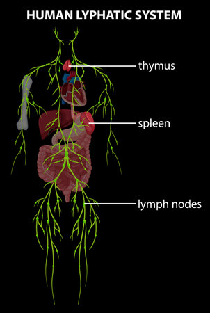 Detailed vector of thymus, spleen, and lymph nodesのイラスト素材