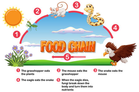 Depicts the food chain with animals and plantsのイラスト素材
