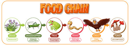 Depicts a simple food chain processのイラスト素材