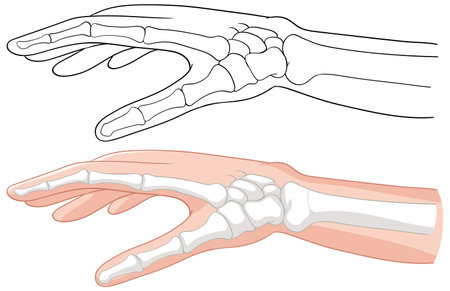 Detailed vector of hand bones and musclesのイラスト素材