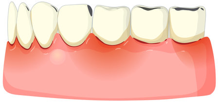 Vector art of teeth and gums for dental healthのイラスト素材