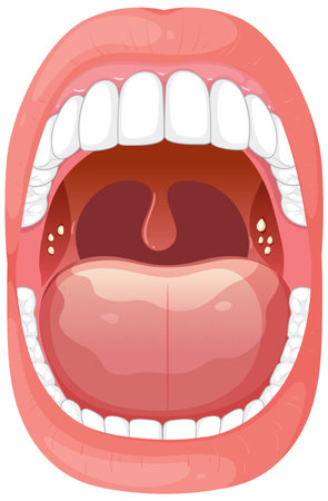 Detailed vector of human mouth and throatのイラスト素材