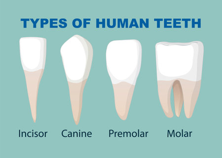 Diagram showing incisor, canine, premolar, and molarのイラスト素材