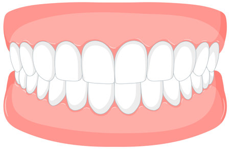 Illustration of a full set of teethのイラスト素材