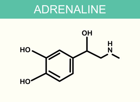 Vector image of adrenaline molecule structureのイラスト素材