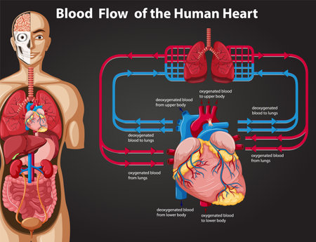 Illustration of blood circulation through the human heartのイラスト素材