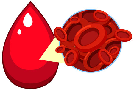 Vector illustration of a red blood drop and magnified view of red blood cells, using bold colors, clean lines, and simple compositionのイラスト素材