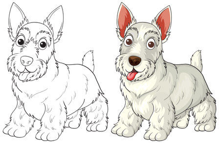 Vector illustration of a Scottish Terrier dog, shown in both full color and black-and-white outline, with playful expression and detailed furのイラスト素材