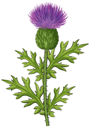 Detailed vector illustration of a Scottish thistle with spiky green leaves and a vibrant purple flower, rendered in a clean, realistic styleのイラスト素材