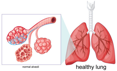 Vector illustration of healthy lung anatomy with detailed alveoli structure, bright colors, labeled partsのイラスト素材